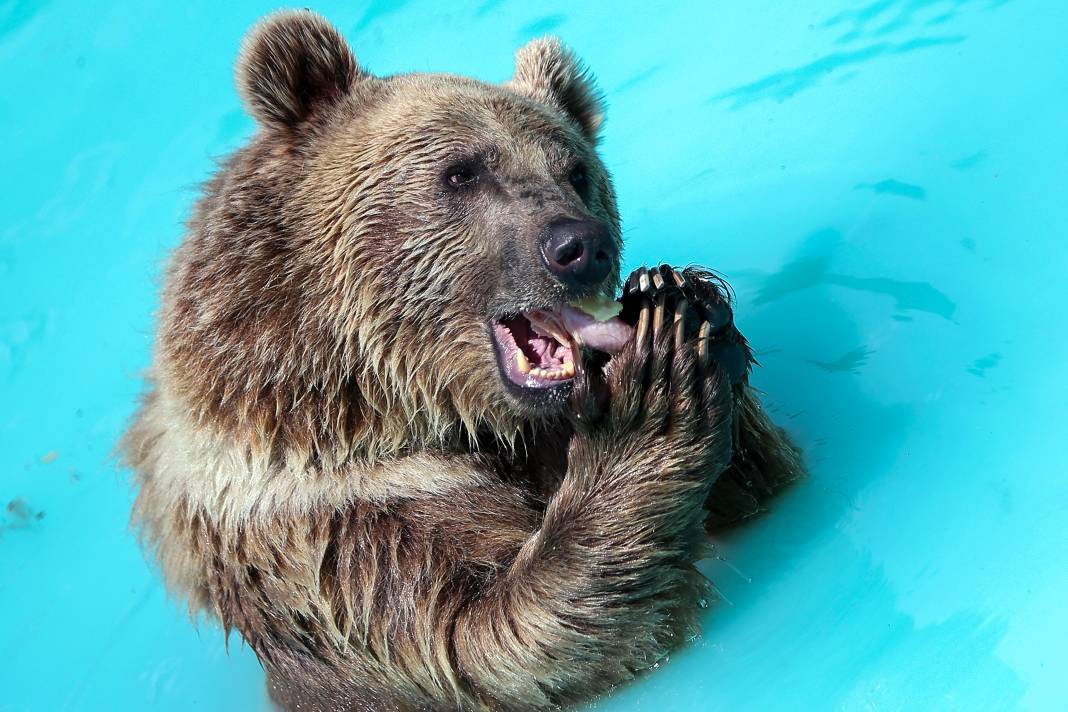 Konya'da koruma altındaki ayıların rahatı için her şey düşünülüyor 4