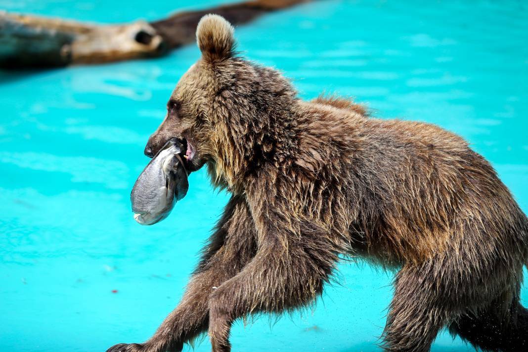 Konya'da koruma altındaki ayıların rahatı için her şey düşünülüyor 3