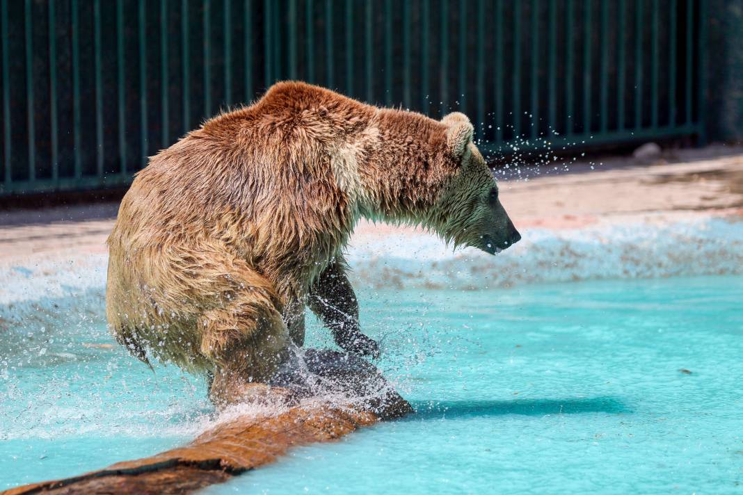 Konya'da koruma altındaki ayıların rahatı için her şey düşünülüyor 5