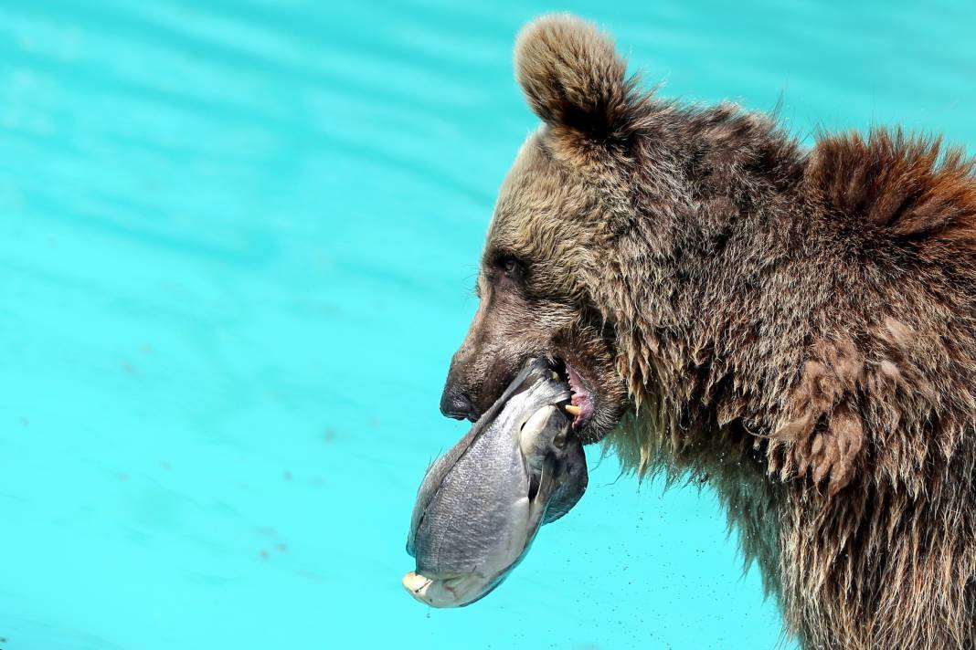 Konya'da koruma altındaki ayıların rahatı için her şey düşünülüyor 11
