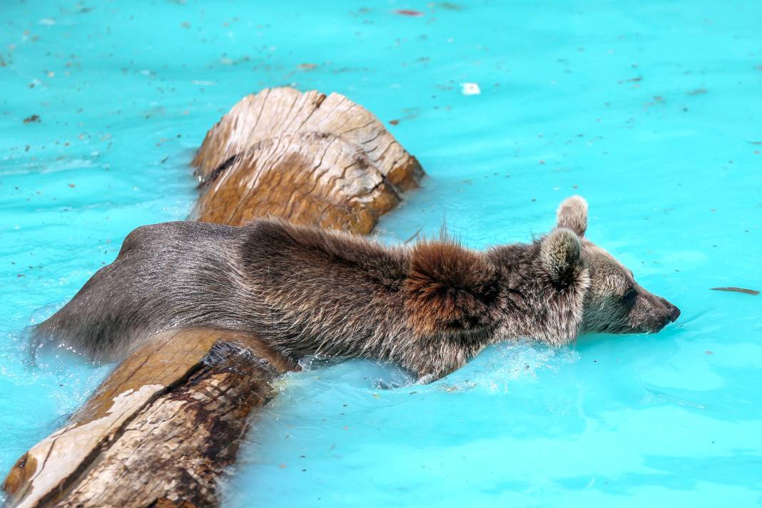 Konya'da koruma altındaki ayıların rahatı için her şey düşünülüyor 10