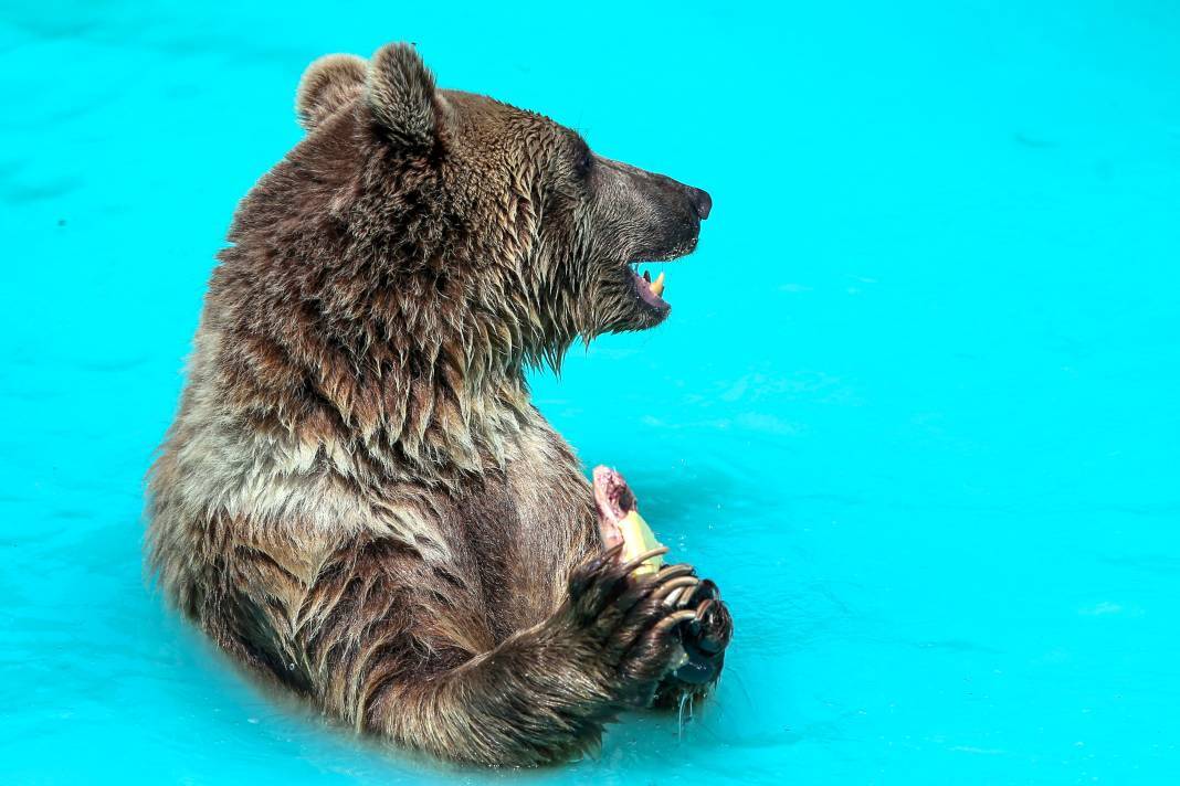 Konya'da koruma altındaki ayıların rahatı için her şey düşünülüyor 12