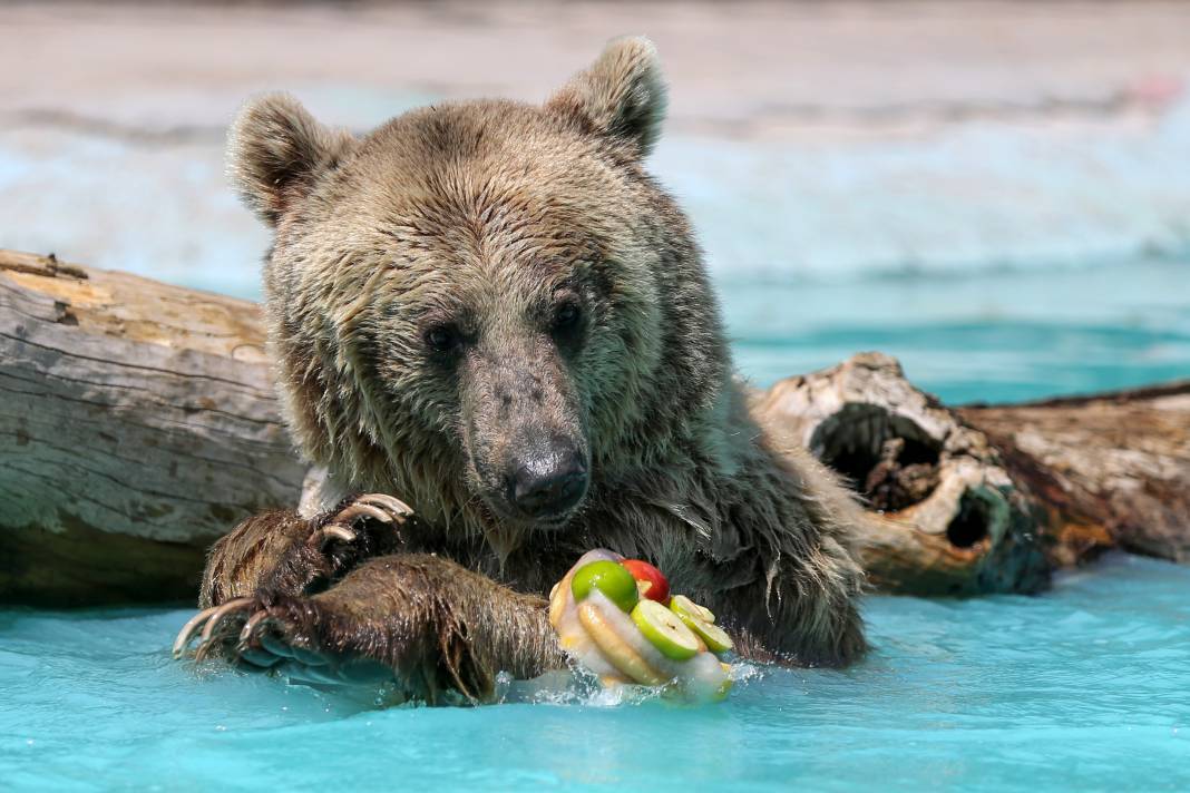 Konya'da koruma altındaki ayıların rahatı için her şey düşünülüyor 15