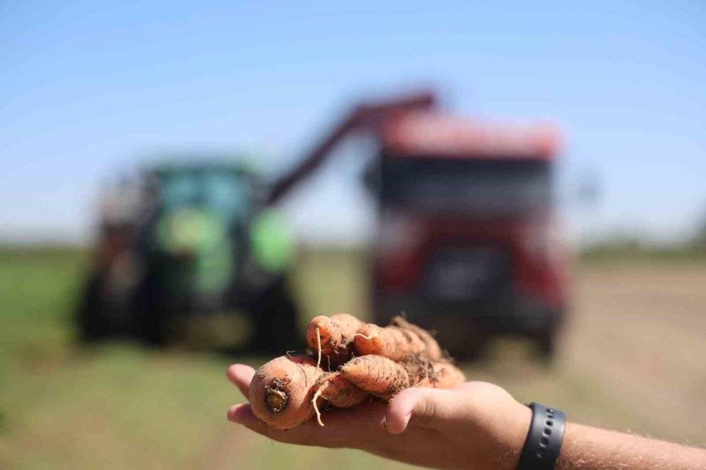 Lezzetini Konya'dan alıyor! Havuç üretiminde yüzde 500 artış 13