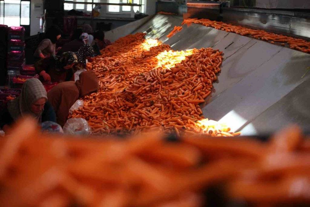 Lezzetini Konya'dan alıyor! Havuç üretiminde yüzde 500 artış 12