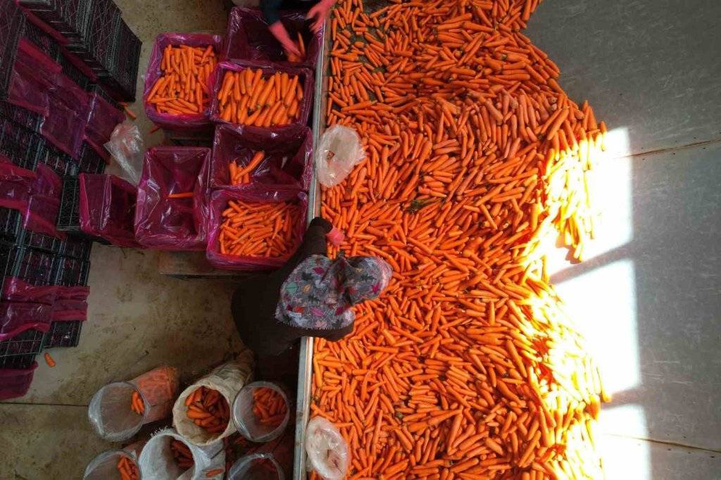 Lezzetini Konya'dan alıyor! Havuç üretiminde yüzde 500 artış 10