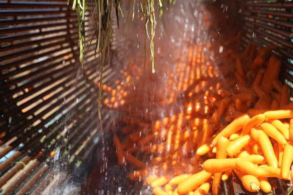 Lezzetini Konya'dan alıyor! Havuç üretiminde yüzde 500 artış 6