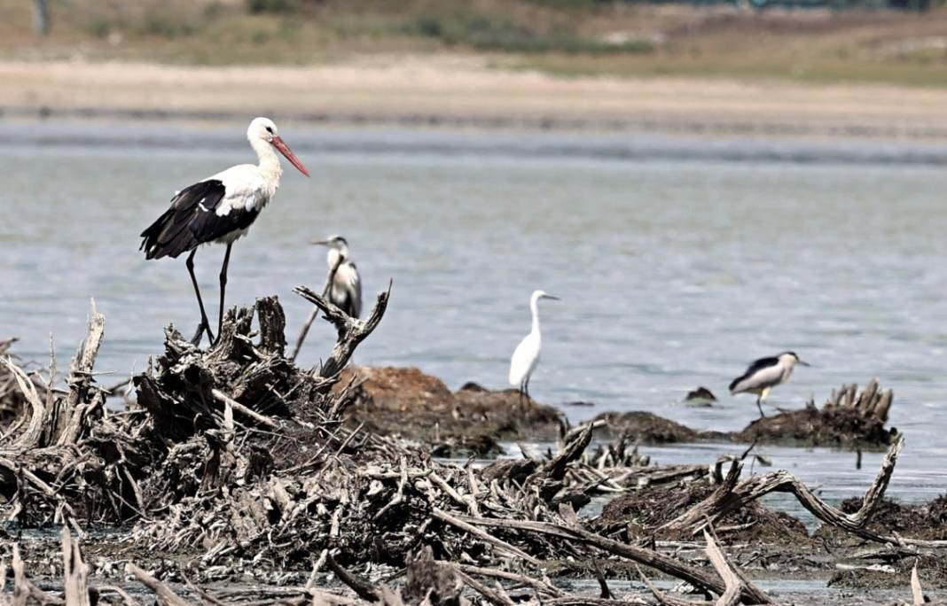 Ladik Gölü görüntüsü ile alarm veriyor! 16