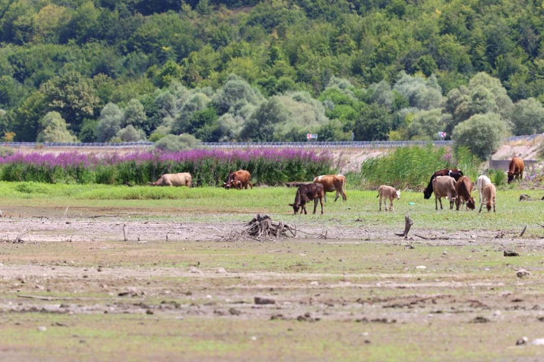 Ladik Gölü görüntüsü ile alarm veriyor! 13