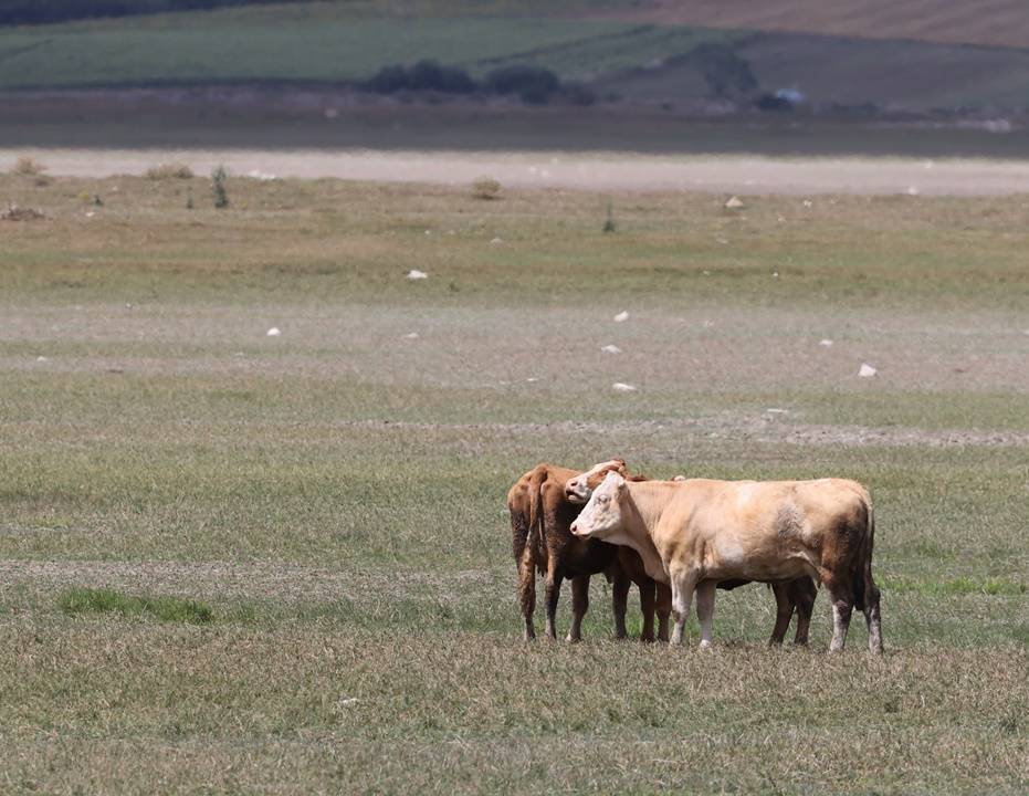 Ladik Gölü görüntüsü ile alarm veriyor! 17