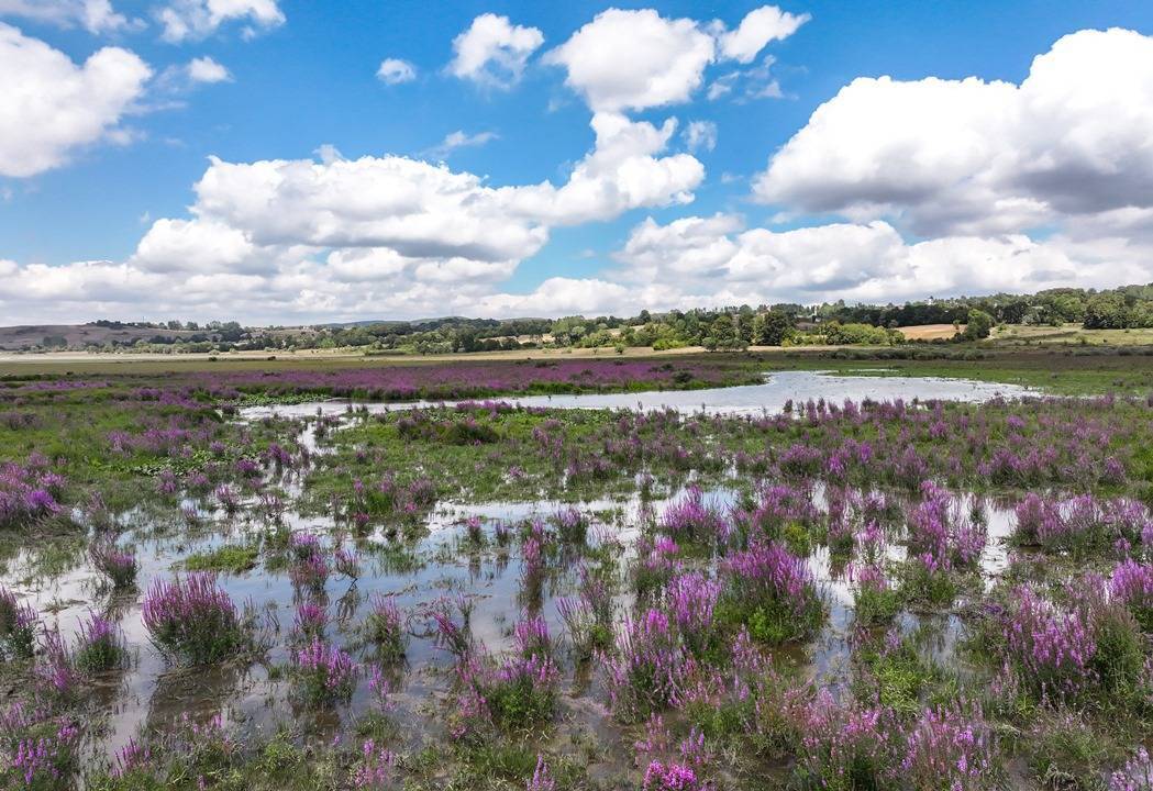 Ladik Gölü görüntüsü ile alarm veriyor! 10
