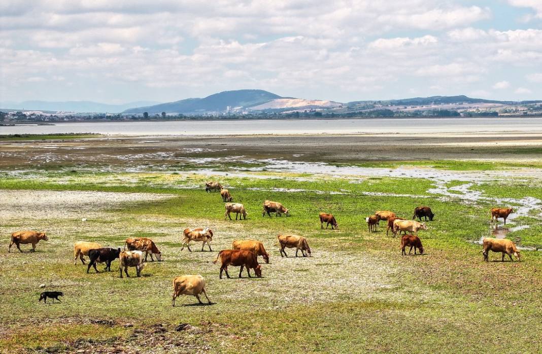 Ladik Gölü görüntüsü ile alarm veriyor! 7