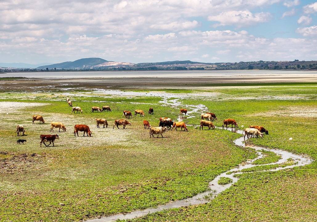 Ladik Gölü görüntüsü ile alarm veriyor! 9