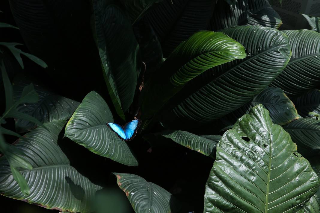 Konya'nın botanik bahçesine kelebekler değil özel bitkiler de değer katıyor 4