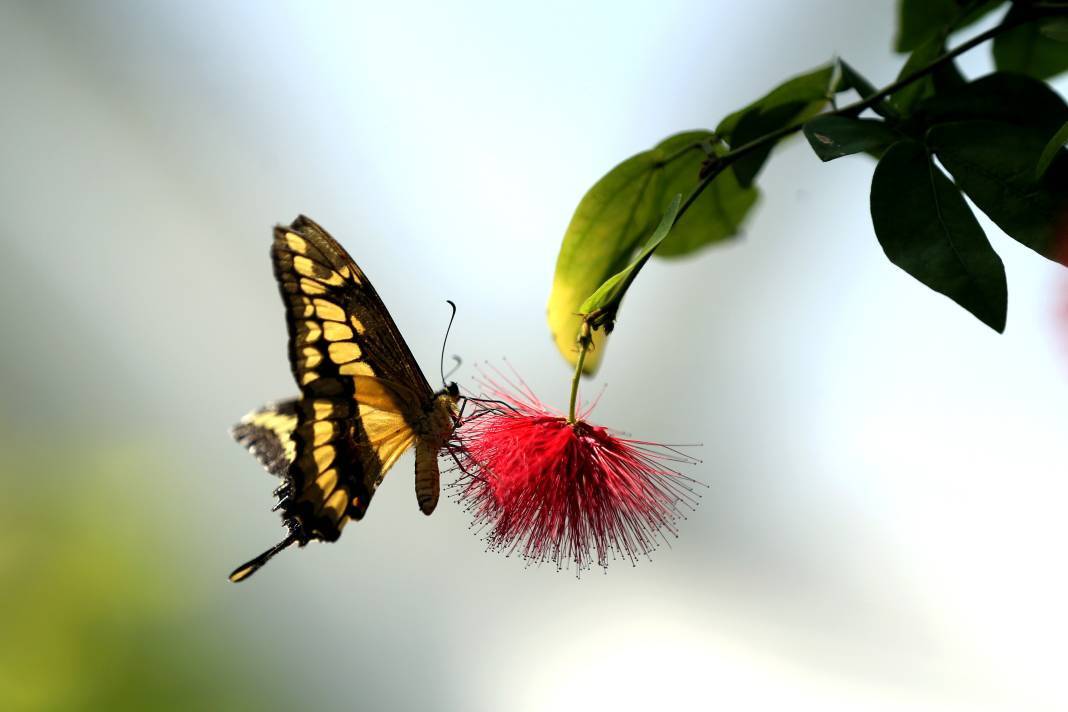 Konya'nın botanik bahçesine kelebekler değil özel bitkiler de değer katıyor 3