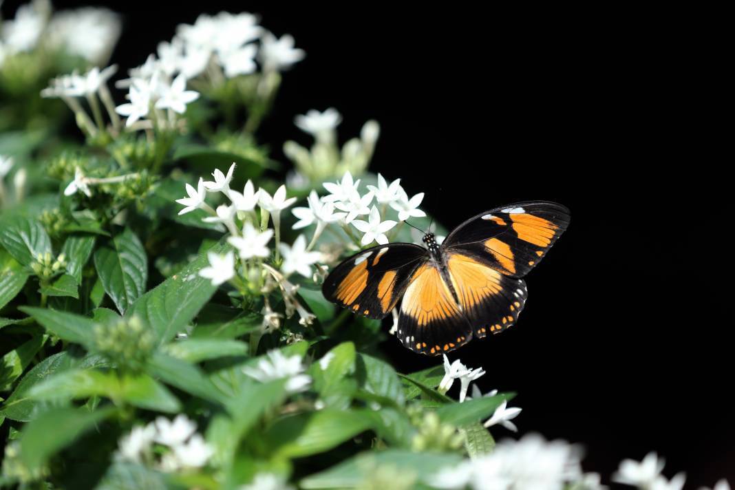 Konya'nın botanik bahçesine kelebekler değil özel bitkiler de değer katıyor 5