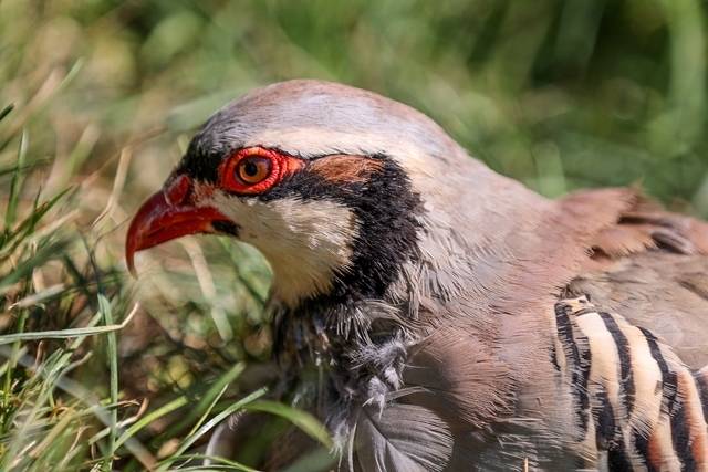 Konya’daki tesisten çekirge mücadelesine kanatlı destek: 100 bin civarında üretildi 4