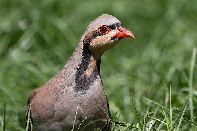 Konya’daki tesisten çekirge mücadelesine kanatlı destek: 100 bin civarında üretildi 3