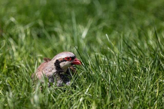 Konya’daki tesisten çekirge mücadelesine kanatlı destek: 100 bin civarında üretildi 2