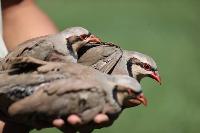 Konya’daki tesisten çekirge mücadelesine kanatlı destek: 100 bin civarında üretildi 15
