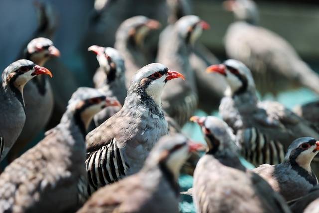 Konya’daki tesisten çekirge mücadelesine kanatlı destek: 100 bin civarında üretildi 16