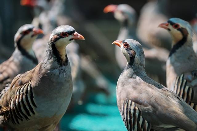 Konya’daki tesisten çekirge mücadelesine kanatlı destek: 100 bin civarında üretildi 14