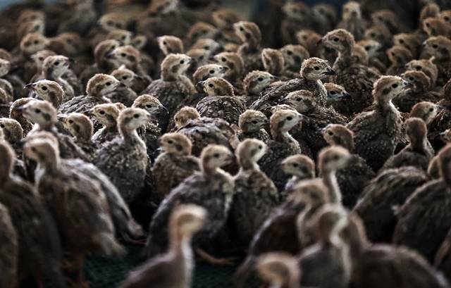 Konya’daki tesisten çekirge mücadelesine kanatlı destek: 100 bin civarında üretildi 12