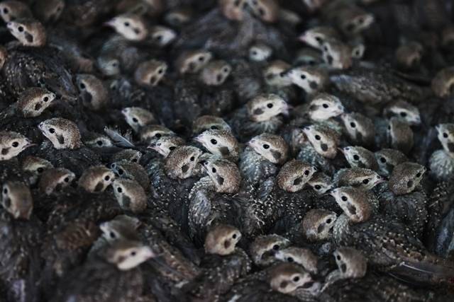 Konya’daki tesisten çekirge mücadelesine kanatlı destek: 100 bin civarında üretildi 13