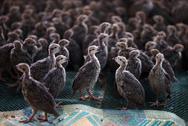 Konya’daki tesisten çekirge mücadelesine kanatlı destek: 100 bin civarında üretildi 11