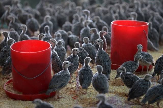 Konya’daki tesisten çekirge mücadelesine kanatlı destek: 100 bin civarında üretildi 10