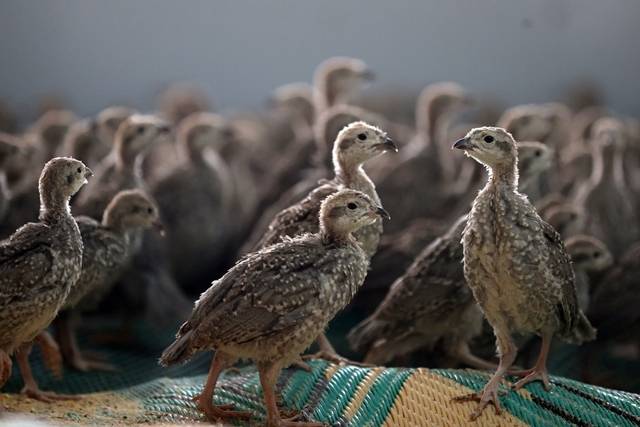 Konya’daki tesisten çekirge mücadelesine kanatlı destek: 100 bin civarında üretildi 9