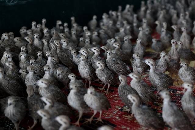 Konya’daki tesisten çekirge mücadelesine kanatlı destek: 100 bin civarında üretildi 8