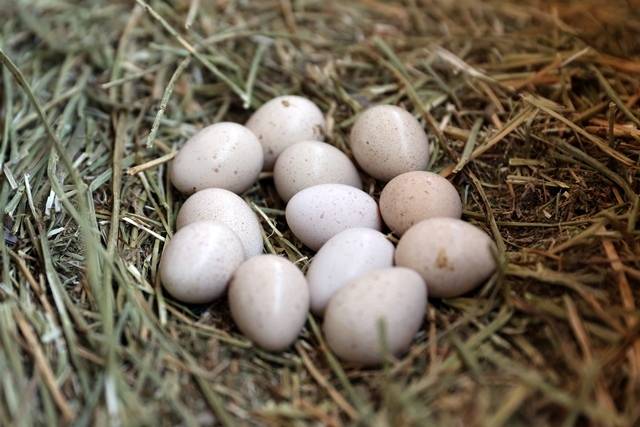 Konya’daki tesisten çekirge mücadelesine kanatlı destek: 100 bin civarında üretildi 7