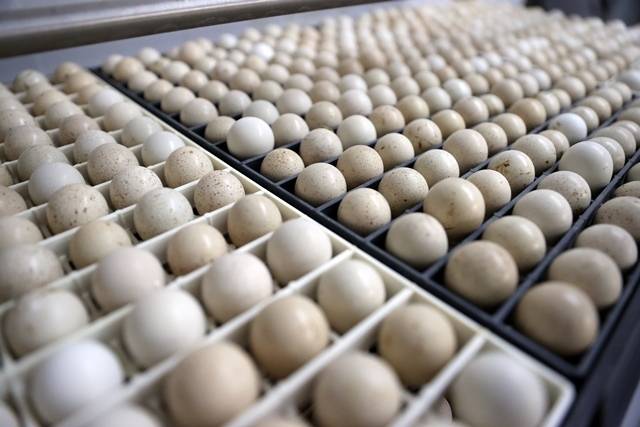 Konya’daki tesisten çekirge mücadelesine kanatlı destek: 100 bin civarında üretildi 6