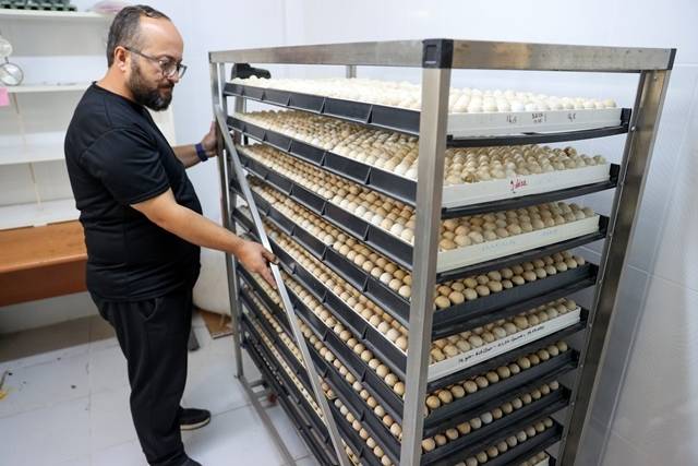 Konya’daki tesisten çekirge mücadelesine kanatlı destek: 100 bin civarında üretildi 5