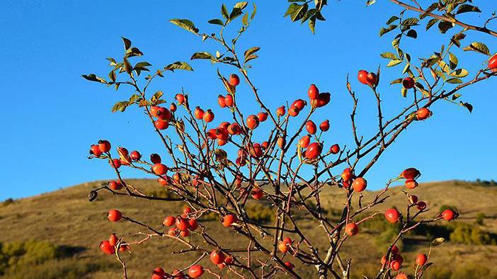 Çoğu kişinin bihaber olduğu süper besin: Bugüne kadar neden tüketmemişim diyeceksiniz! 1