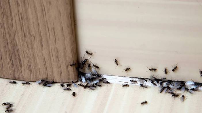 Bu yöntemlerle evde karınca istilasına son! 1