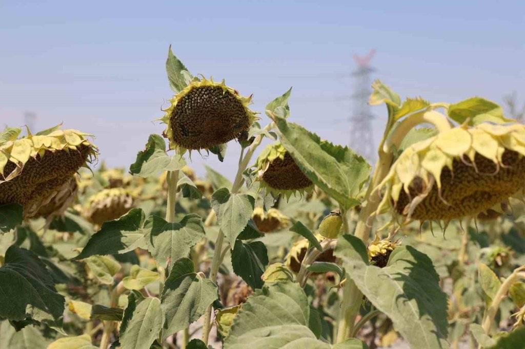 Konya'da bugün neler oldu? 20 Ağustos 2025 5