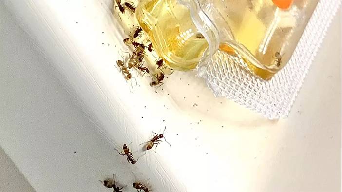 Bu yöntemlerle evde karınca istilasına son! 2