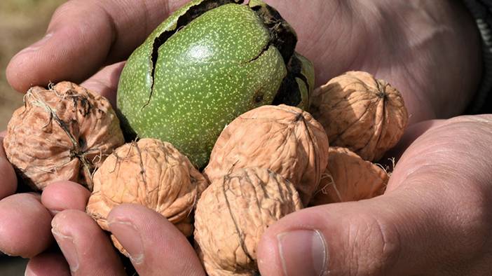 Serin havalara hazır mısınız? İşte bu besinler direncinizi artıracak 1