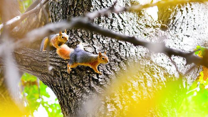 Yakında Konya'da bunları göreceğiz 1