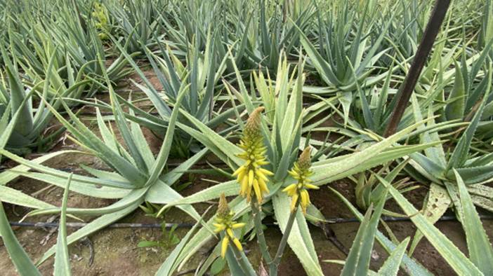 Odasında bulunduran yaşadı: Yapraklarıyla faturayı düşürüyor 1