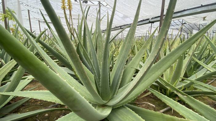 Odasında bulunduran yaşadı: Yapraklarıyla faturayı düşürüyor 2