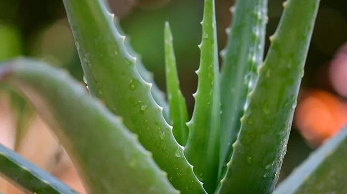 Odasında bulunduran yaşadı: Yapraklarıyla faturayı düşürüyor 3