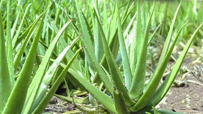 Odasında bulunduran yaşadı: Yapraklarıyla faturayı düşürüyor 4