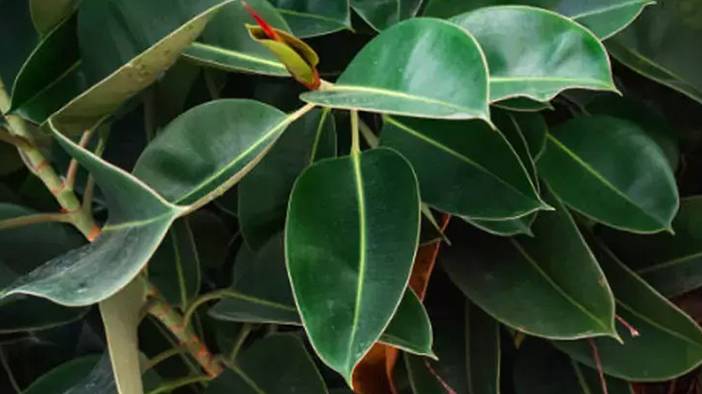 Odasında bulunduran yaşadı: Yapraklarıyla faturayı düşürüyor 5