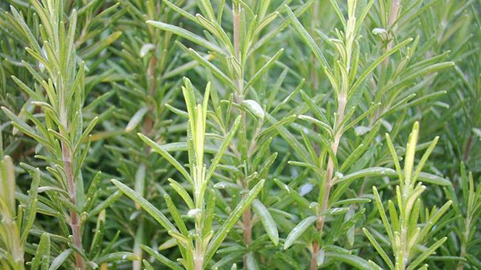 Meğer mutfakların gizli kahramanıymış: İltihabı kırıyor, gençlik veriyor, odaklanmayı arttırıyor 2