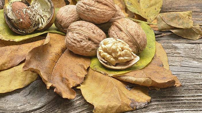 Ceviz kabuğunda saklı mucize 22