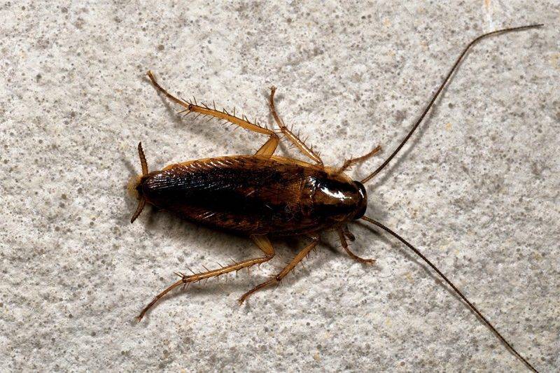 Hamam böcekleri geri gelmemek üzere kaçıyor: İşte o mucizevi 5 damla! 1