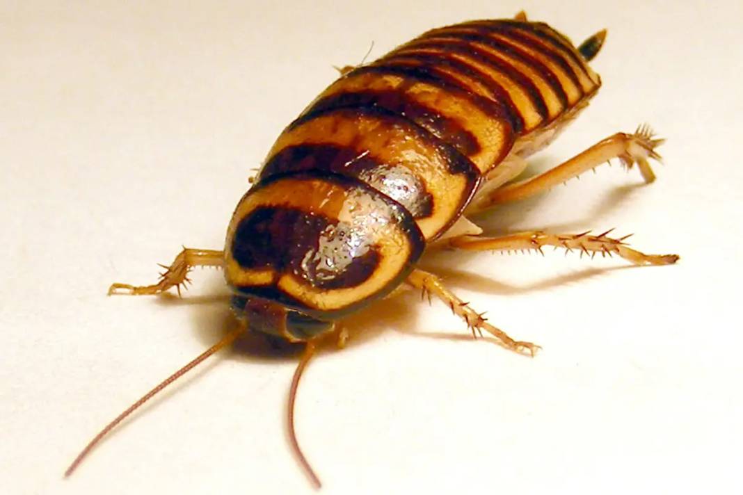 Hamam böcekleri geri gelmemek üzere kaçıyor: İşte o mucizevi 5 damla! 2